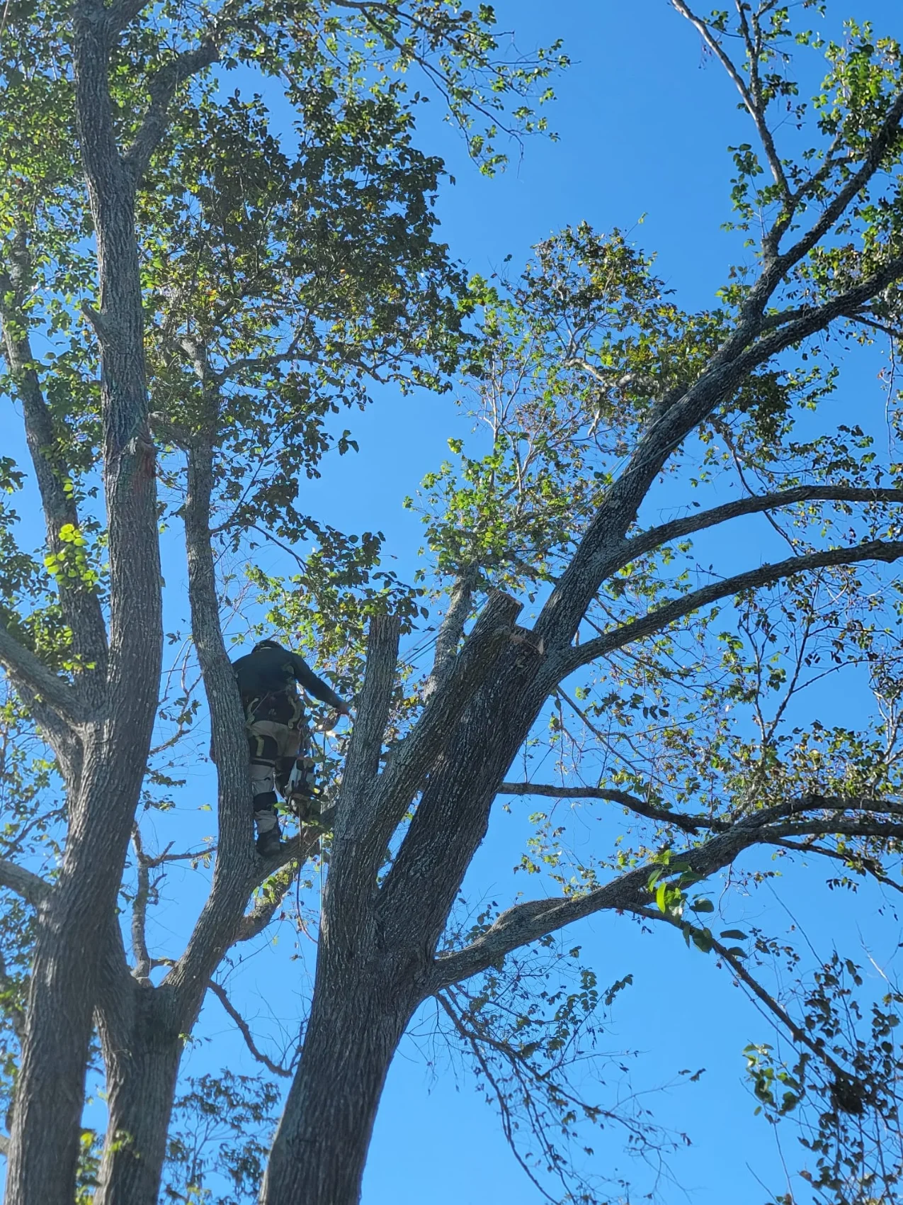 Granding,general tree,stump grinding ,wood fencing in Dickinson TX